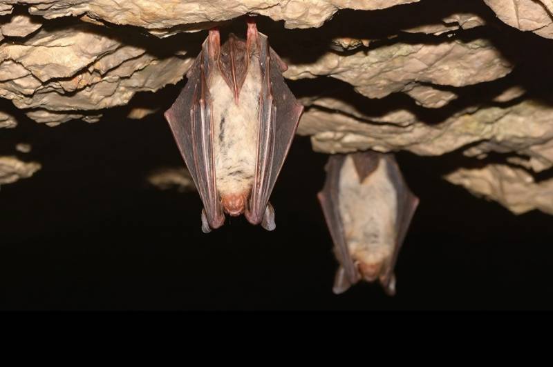 Ende der Fledermausschutzzeit : 1776019478-1775718965=300513