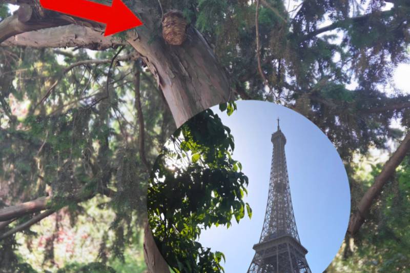 Die meisten Favoritenpunkte in Paris : 1780330884-1780254276=76608